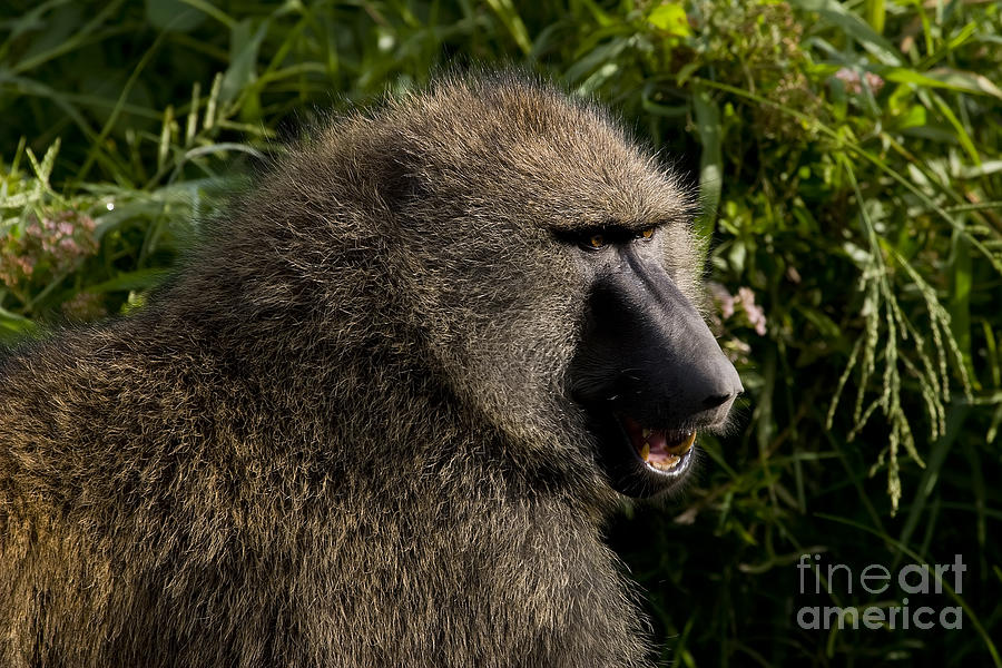 Olive Baboon   #0685 Photograph by J L Woody Wooden