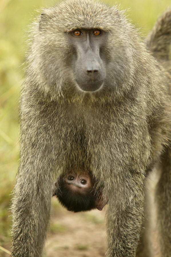 Olive Baboon Carrying Baby Photograph by Jean-Michel Labat
