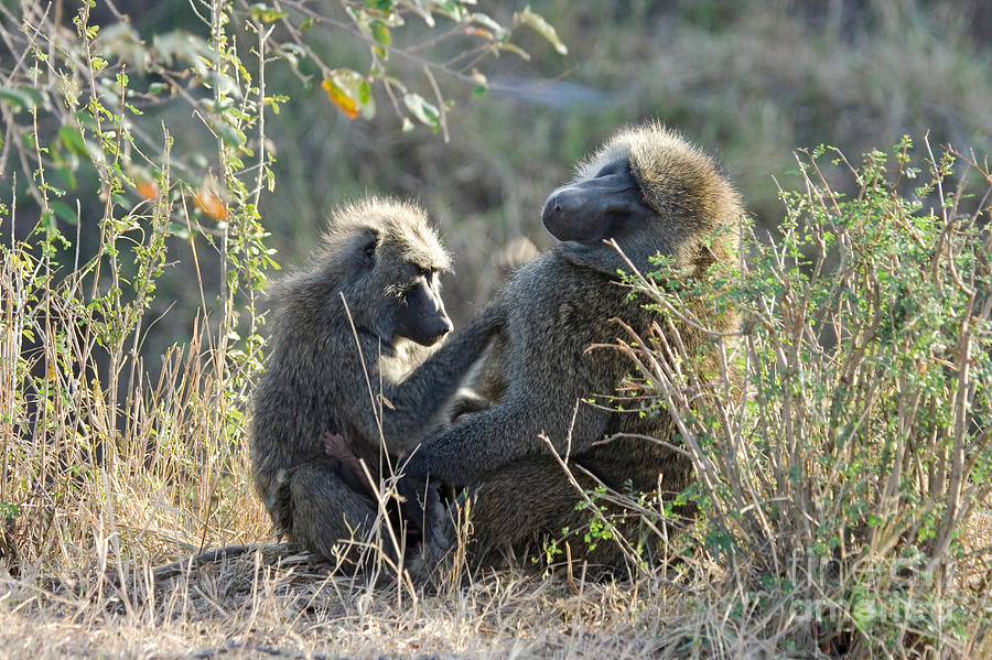 Olive Baboon Female Grooming Male Photograph by Gregory G. Dimijian, M.D.
