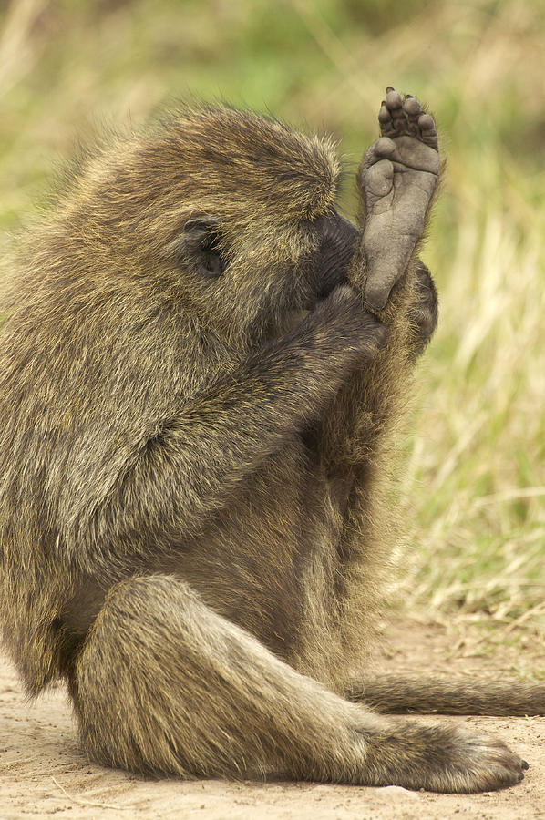Olive Baboon Photograph by Jean-Michel Labat