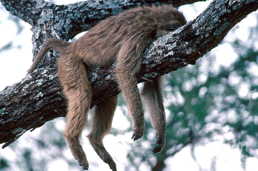 Olive Baboon Resting Photograph by Gregory G. Dimijian, M.D.