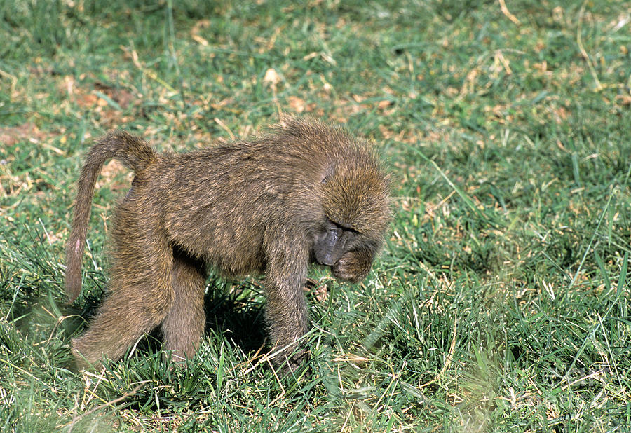 Olive Baboon Photograph by William H. Mullins