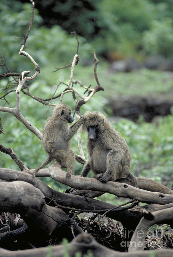 Olive Baboons Grooming Photograph by Gregory G. Dimijian