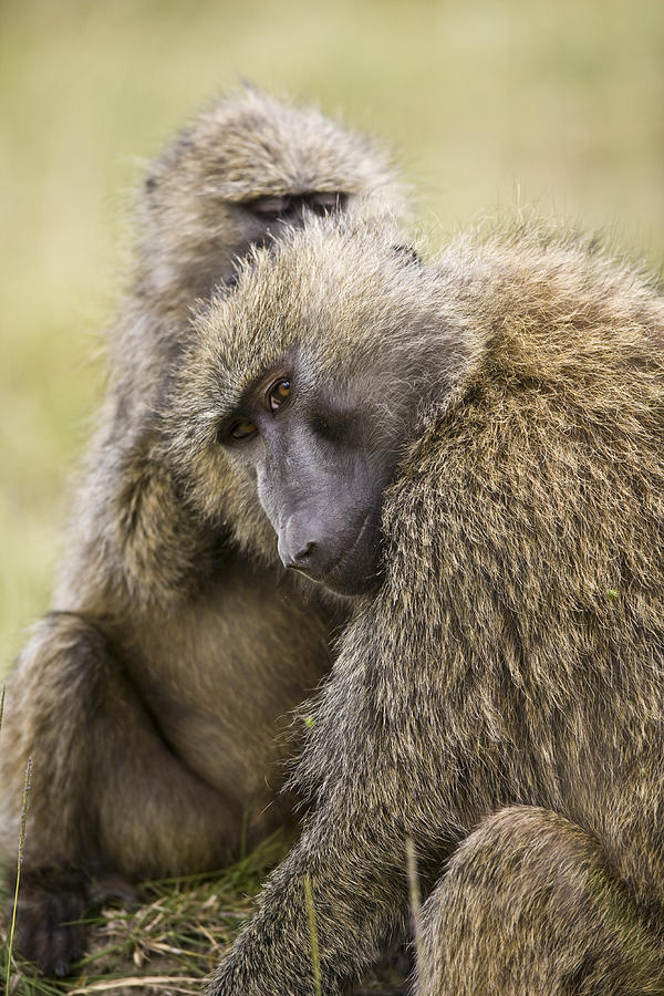 Olive Baboons Grooming Photograph by Elliott Neep