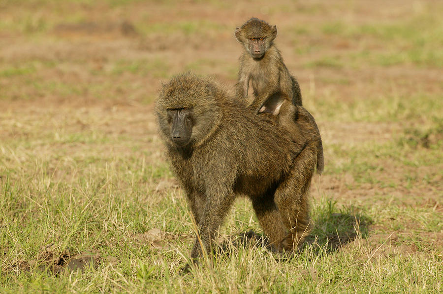 Olive Baboons Photograph by Jean-Michel Labat