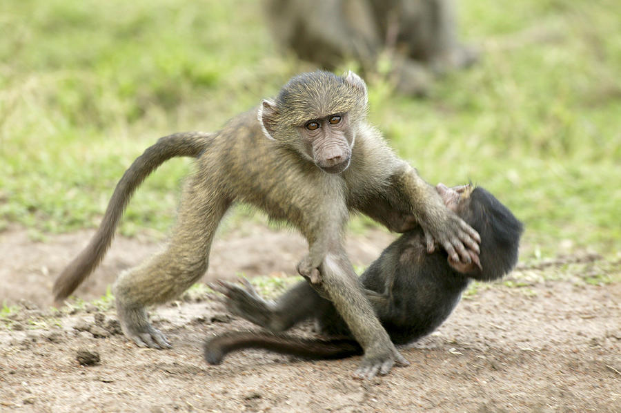 Olive Baboons Playing Photograph by Jean-Michel Labat