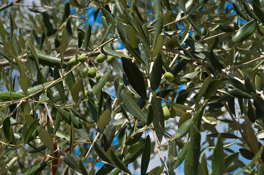 Nature Photograph - Olive Branch by Dany Lison