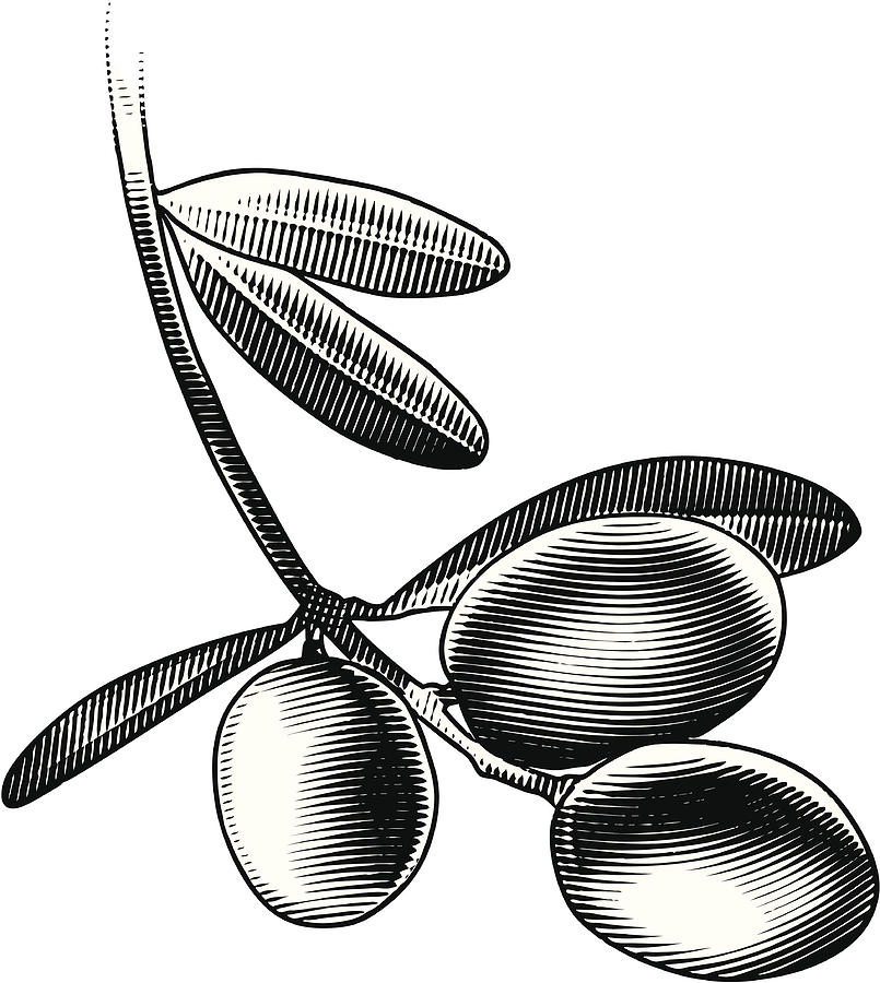 Olive Branch Drawing by GeorgePeters
