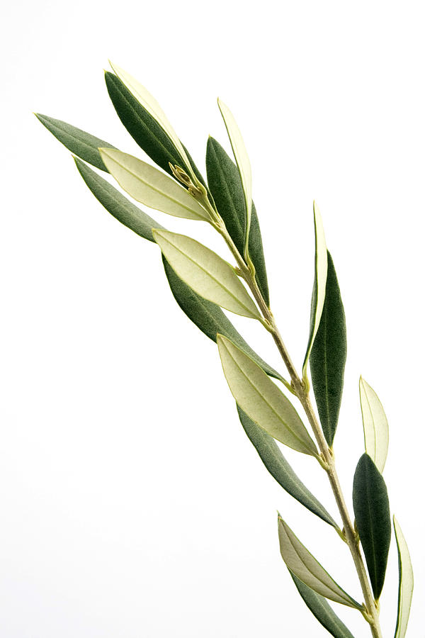 Olive branch on a white background Photograph by Ivstiv