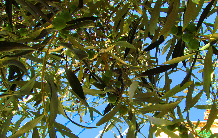 Summer Photograph - Olive Branches by Tina M Wenger