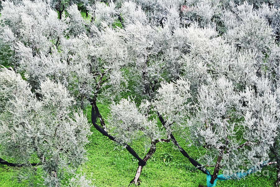 Olive Grove Photograph by Elvis Vaughn