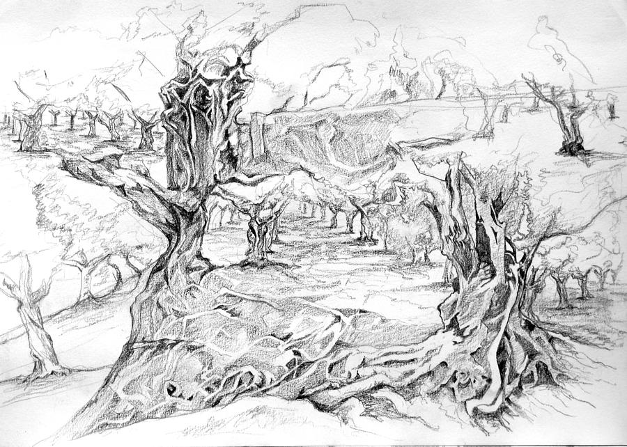 Olive Grove Fantasy Drawing by Grizelda Cockwell