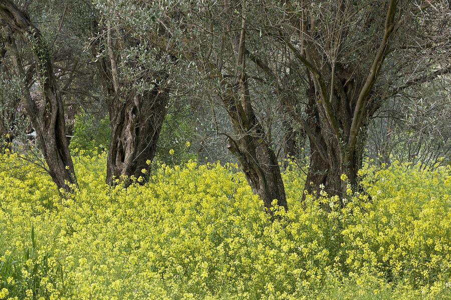 Spring Photograph - Olive Grove, Greece by Science Photo Library