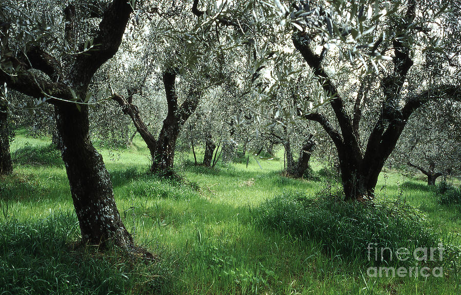 Olive Grove Photograph by Heiko Koehrer-Wagner