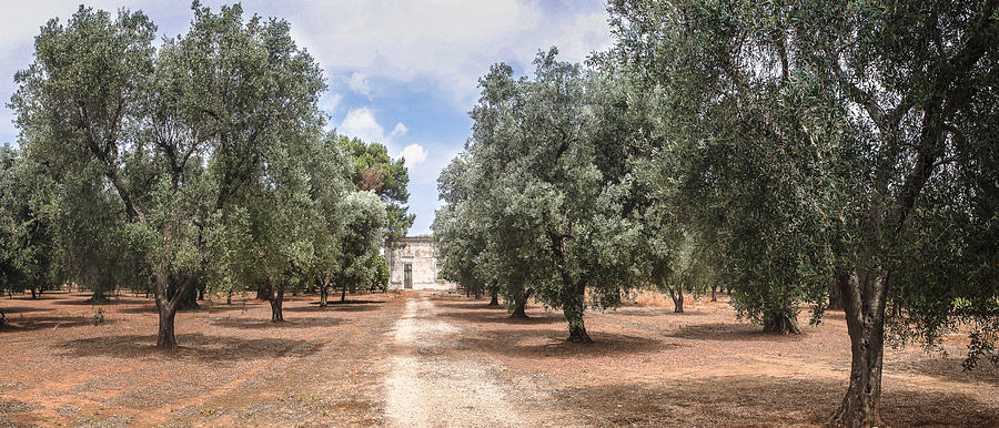 Olive grove in Apulia Photograph by Laura Zulian Photography