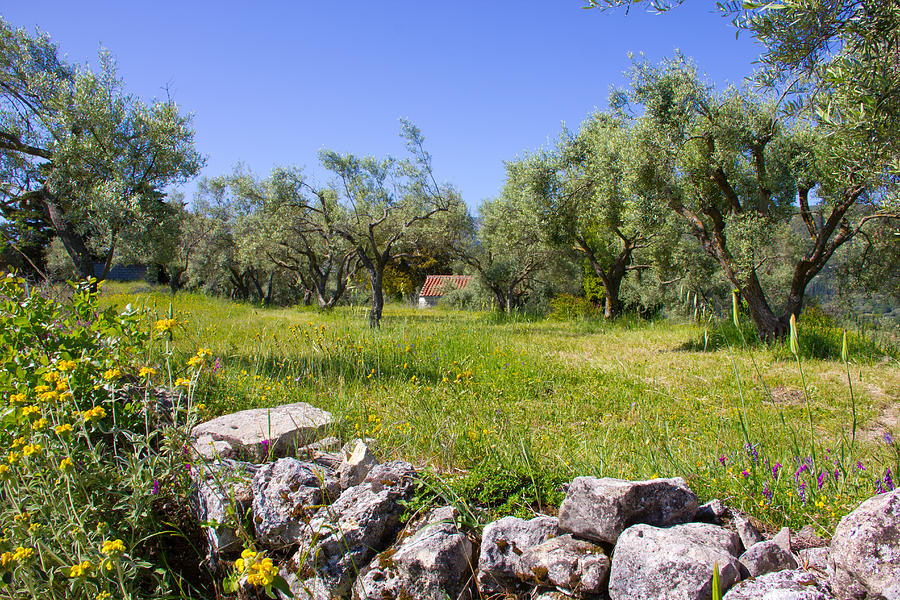 Olive Grove in Lefkada Photograph by Chris Clark