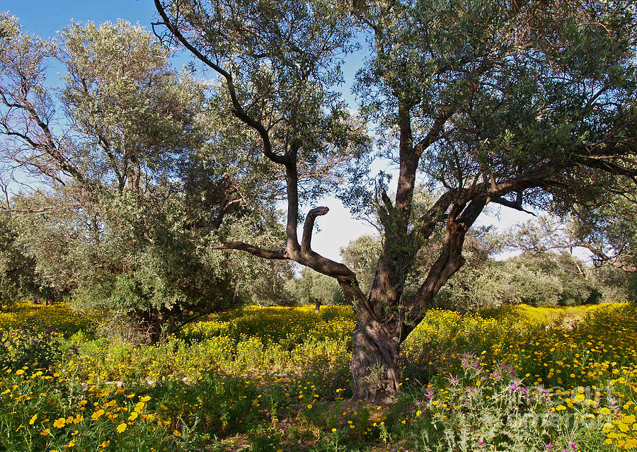 Nature Photograph - Olive Grove in Spring-time by Alex Cassels