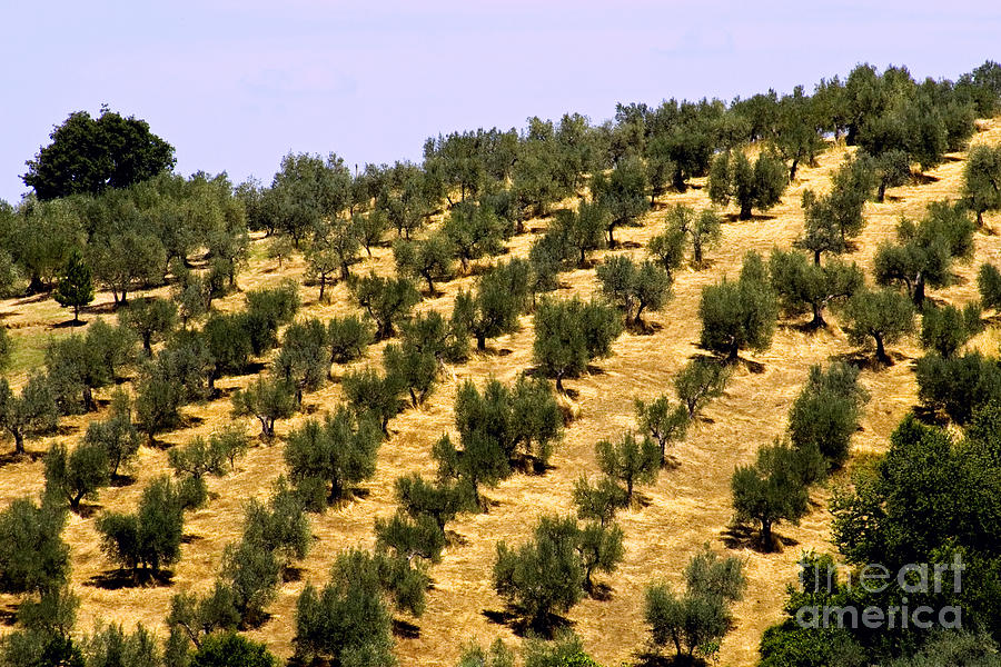 Nature Photograph - Olive Grove, Italy by Tim Holt