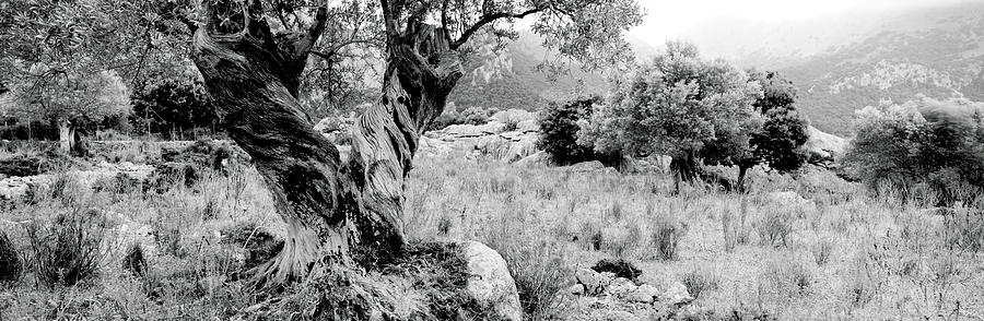 Black And White Photograph - Olive Grove, Majorca, Balearic Islands by Panoramic Images