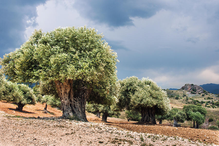 Olive grove Photograph by Mike Santis