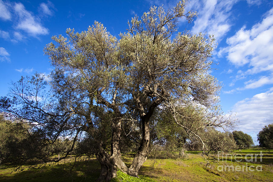 Olive Grove Photograph by Tim Holt