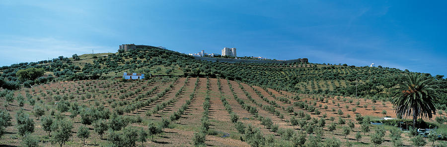 Tree Photograph - Olive Groves Evora Portugal by Panoramic Images
