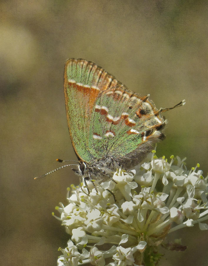Olive Hairstreak Butterfly Photograph by David and Carol Kelly
