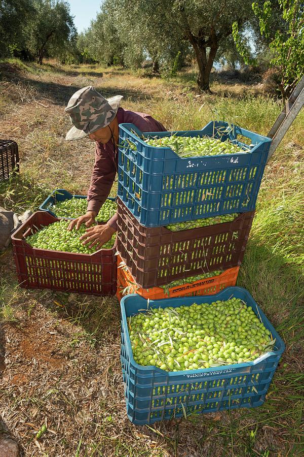 Olive Harvest Photograph by David Parker/science Photo Library