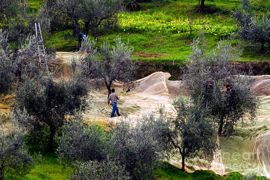 Fruit Photograph - Olive Harvest, Italy by Tim Holt