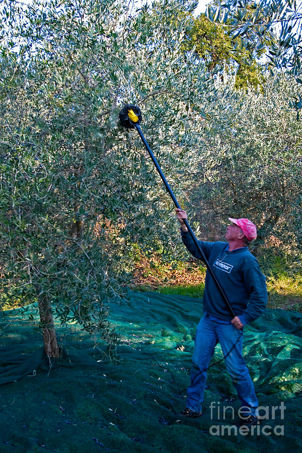 Fruit Photograph - Olive Harvesting, Italy by Tim Holt