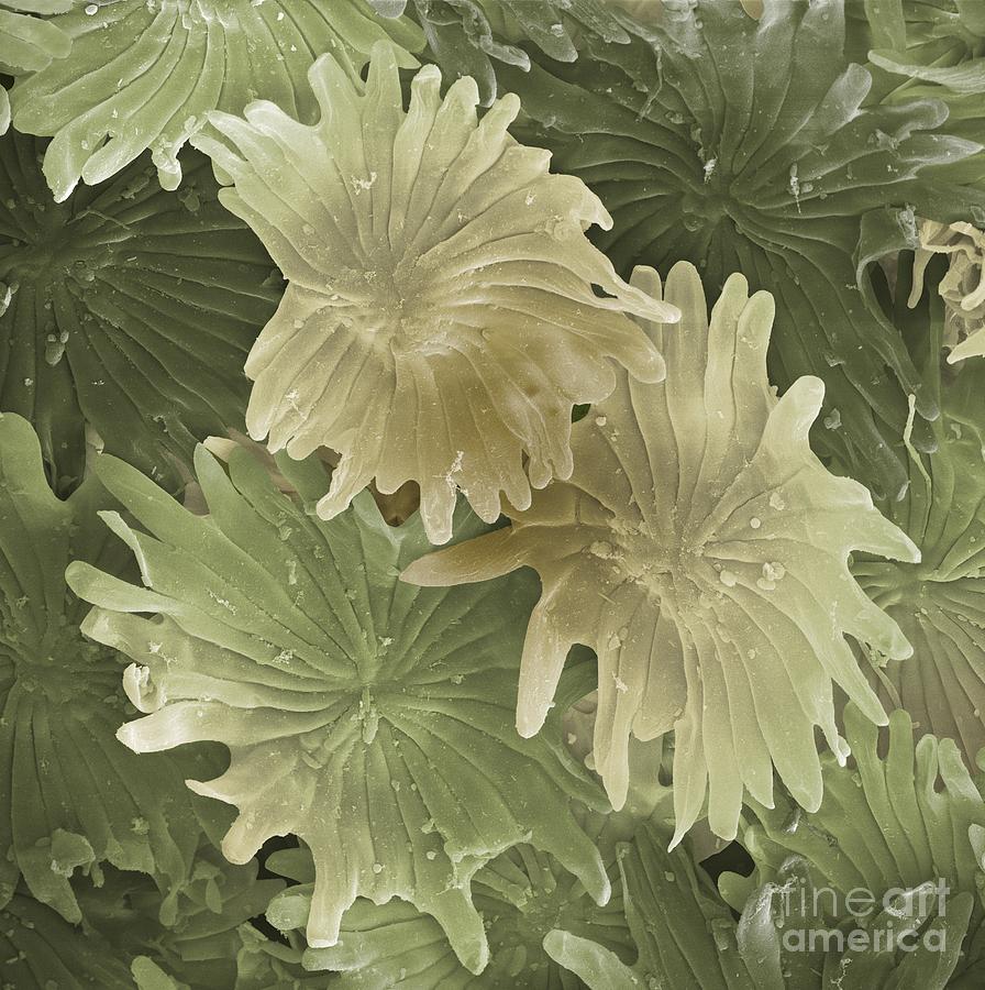 SEM of Olive Leaf Trichomes #1 Photograph by Cheryl Power