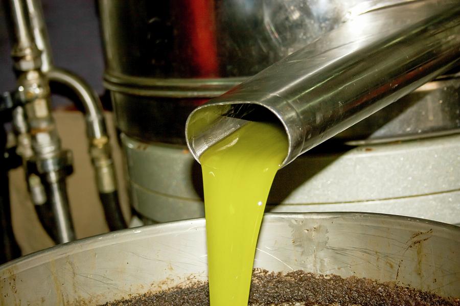 Olive Oil Press Photograph by Photostock-israel