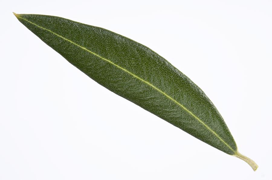 Still Life Photograph - Olive (Olea europaea) tree leaf by Science Photo Library