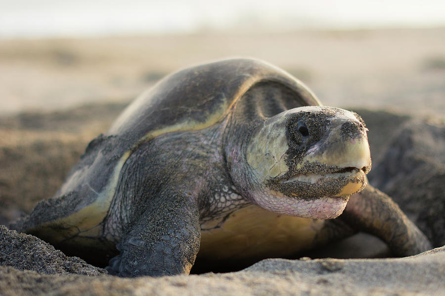 Olive Ridley Sea Turtle Laying Its Eggs Photograph by Andres Valencia