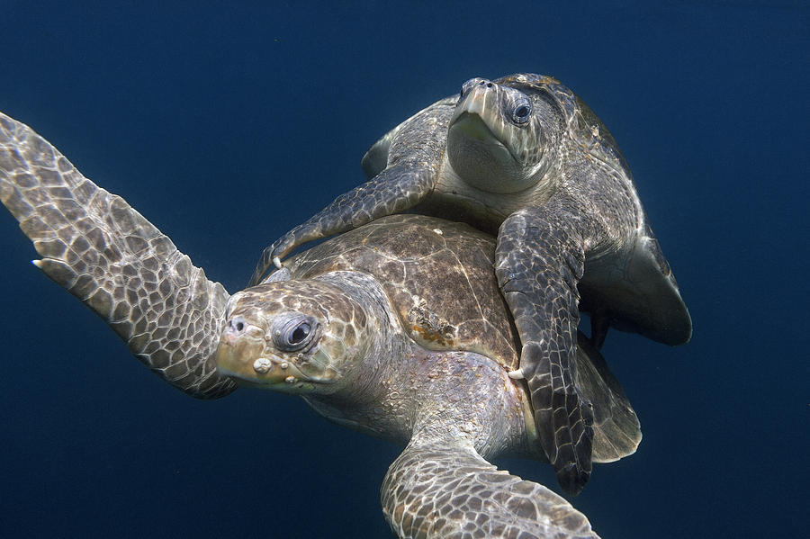 Olive Ridley Sea Turtles Mating Costa Photograph by Ingo Arndt
