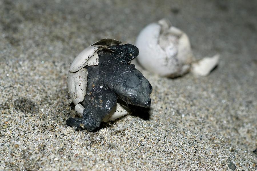 Olive Ridley Turtle Hatching Photograph by Louise Murray/science Photo ...