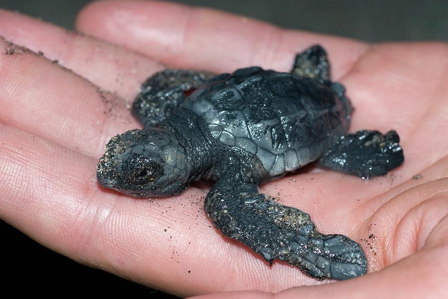 Olive Ridley Turtle Hatchling On A Hand Photograph by Louise Murray ...