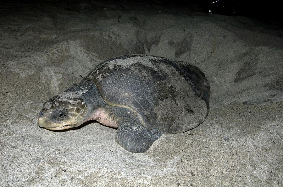 Olive Ridley Turtle Laying Eggs Photograph By Louise Murray Science 