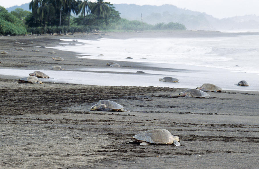 Olive Ridley Turtles Photograph by M. Watson