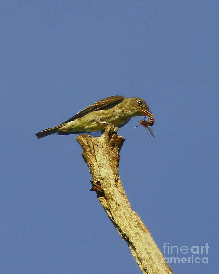 Olive-sided Flycatcher Photograph by Barbara Bowen
