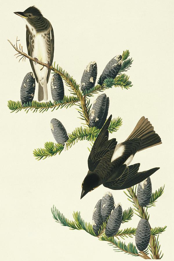 John James Audubon Photograph - Olive-sided Flycatcher by Natural History Museum, London/science Photo Library