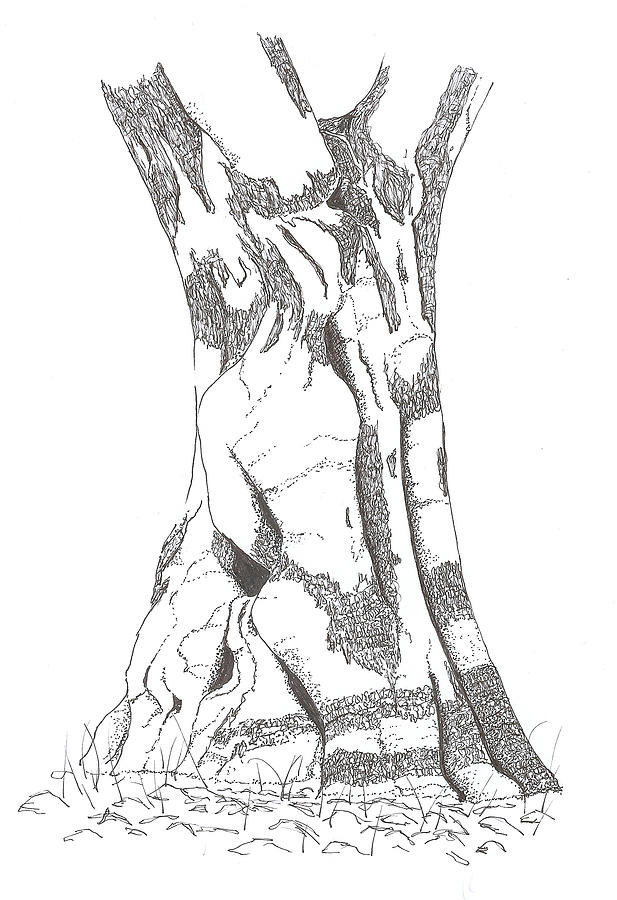 Tree Drawing - Olive tree 4 by Norm Keech