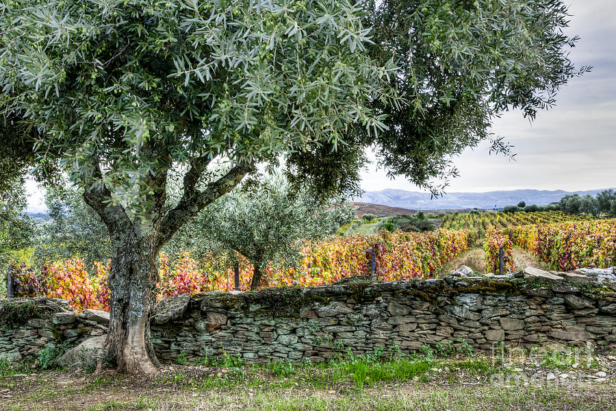 Olive Tree and Vineyard Photograph by Oscar Gutierrez