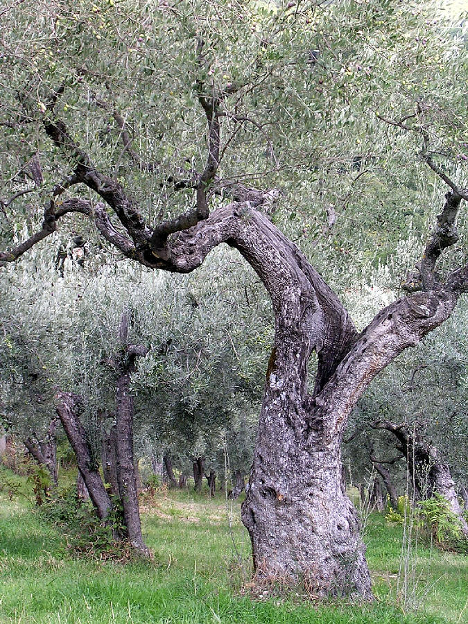 Olive Tree Assisi Italy Photograph by Paul Gerard Kimmerling - Fine Art ...