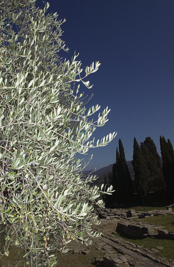 Olive tree at dusk Photograph by Roine Magnusson