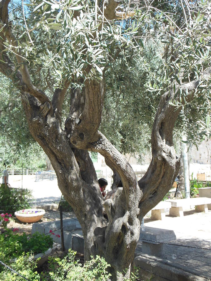 Olive Tree at the Tomb of the Patriarchs Photograph by Esther Newman-Cohen