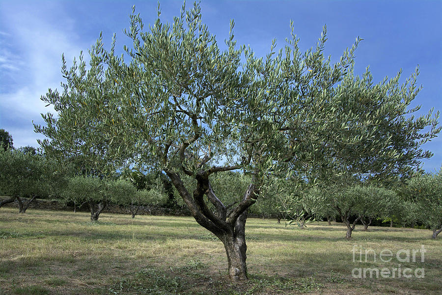Olive Tree Photograph - Olive tree by Bernard Jaubert