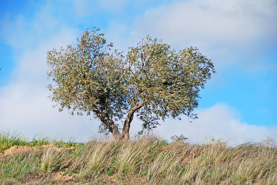 Olive Tree Blues Photograph by Ankya Klay