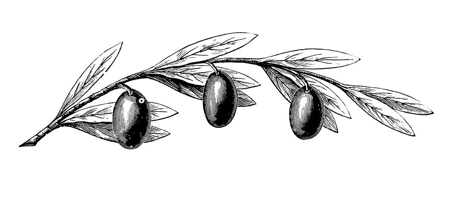 Olive Tree Branch with Fruits Drawing by Nicoolay