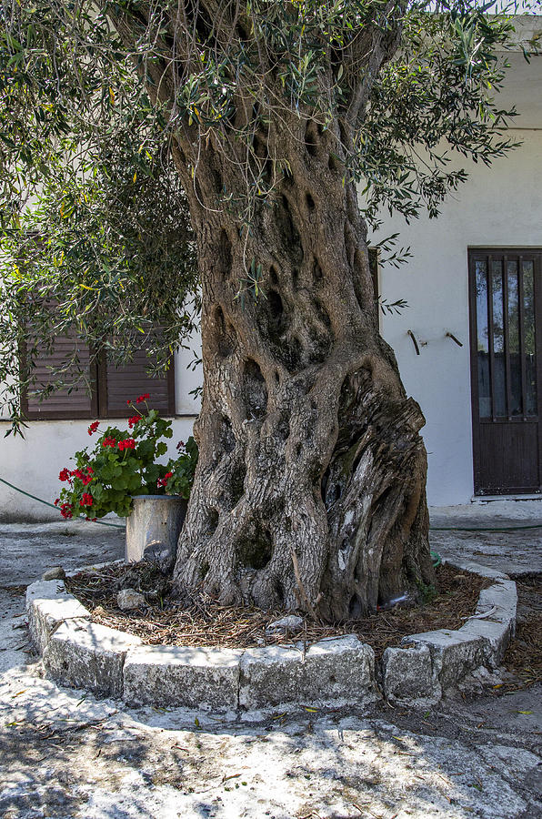 Olive Tree - Corfu Photograph by Alan Toepfer